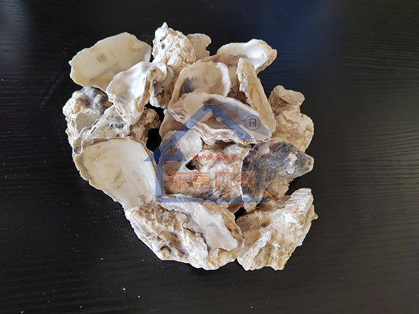 济南牡蛎壳